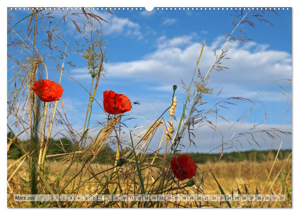 Erntezeit (CALVENDO Premium Wandkalender 2025)