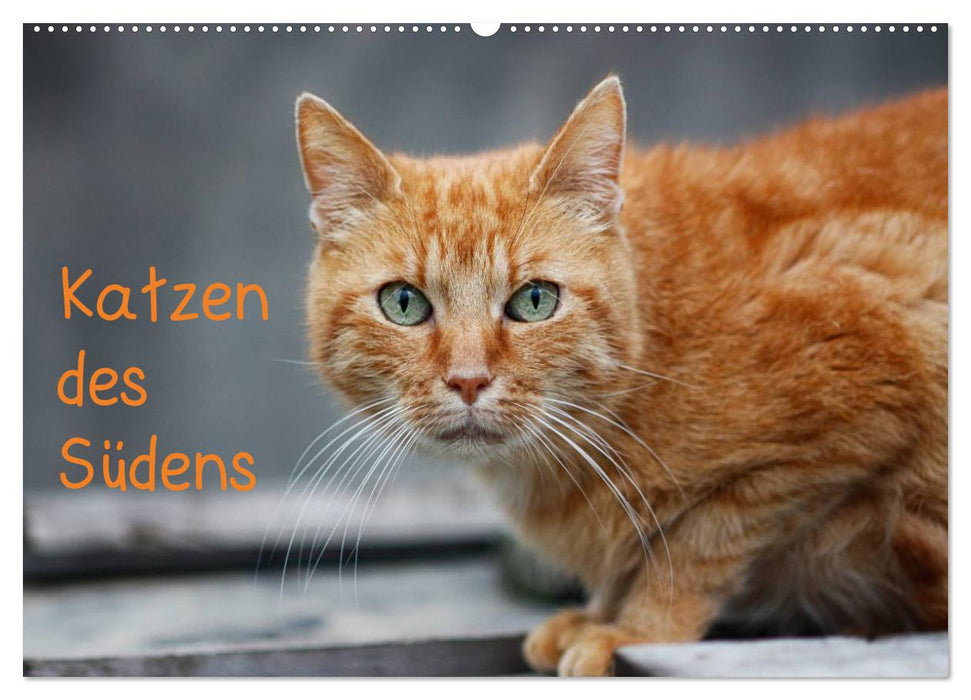 Katzen des Südens (CALVENDO Wandkalender 2025)