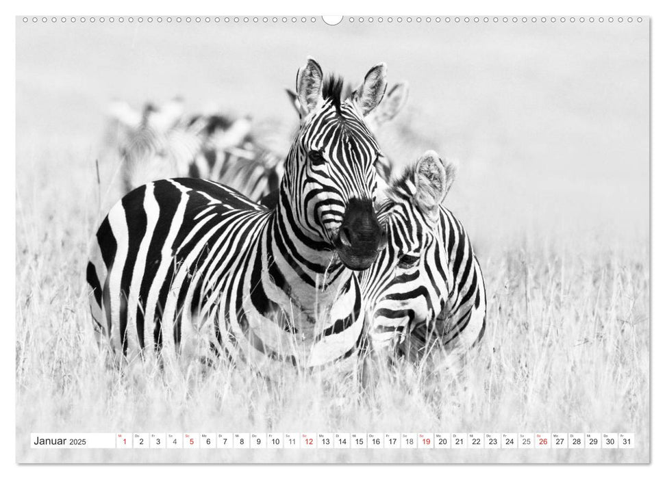 Emotionale Momente: Zebras - black & white. (CALVENDO Premium Wandkalender 2025)