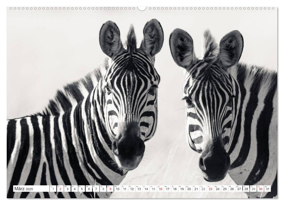 Emotionale Momente: Zebras - black & white. (CALVENDO Premium Wandkalender 2025)