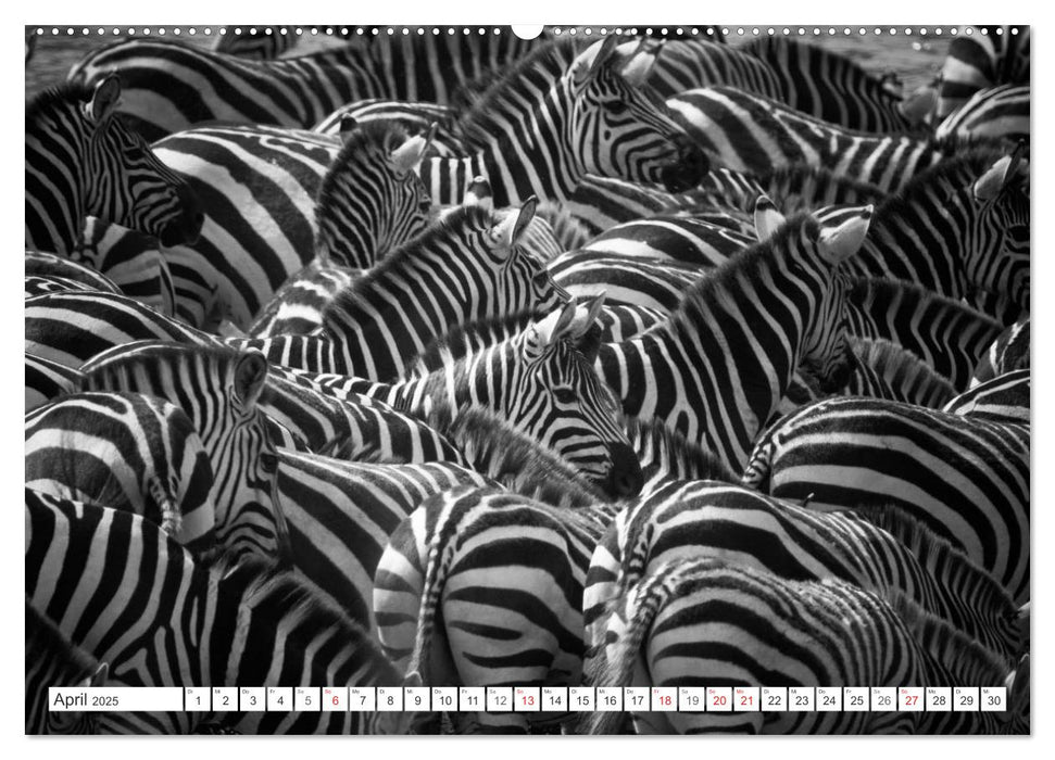 Emotionale Momente: Zebras - black & white. (CALVENDO Premium Wandkalender 2025)