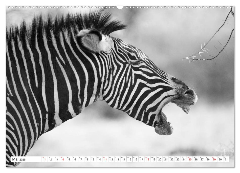 Emotionale Momente: Zebras - black & white. (CALVENDO Premium Wandkalender 2025)