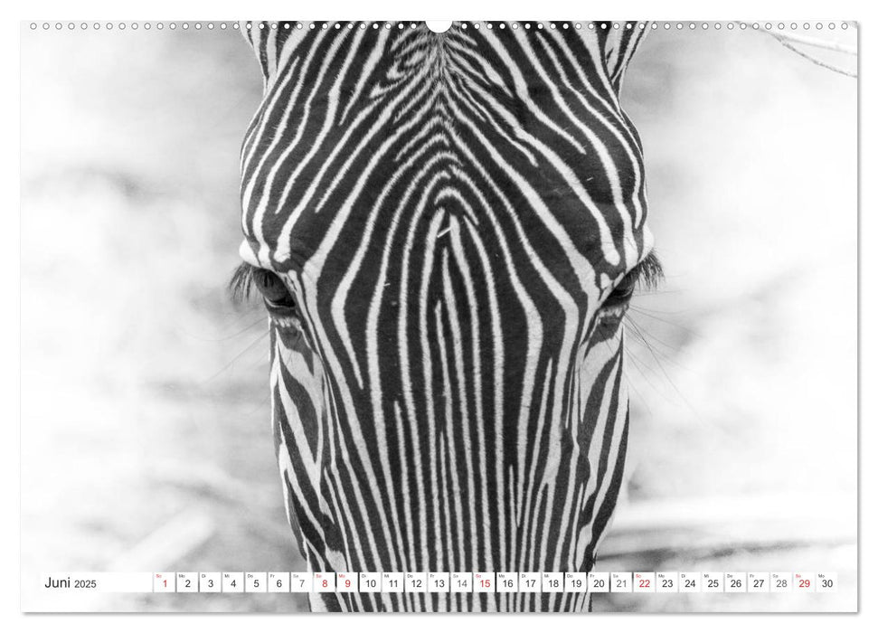 Emotionale Momente: Zebras - black & white. (CALVENDO Premium Wandkalender 2025)