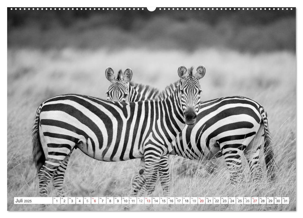 Emotionale Momente: Zebras - black & white. (CALVENDO Premium Wandkalender 2025)