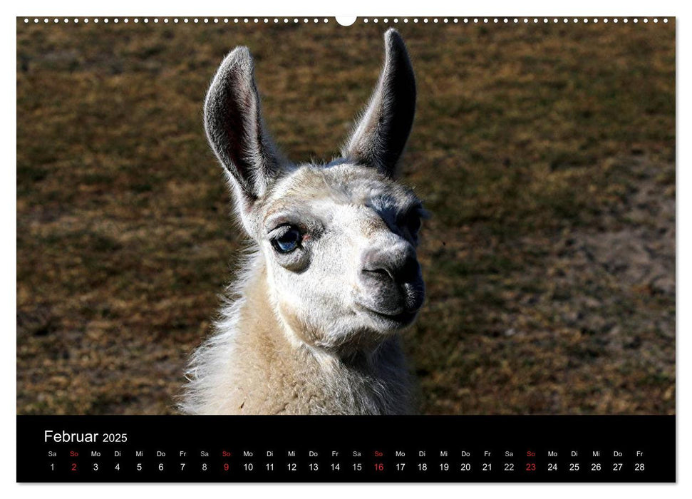 Lama-Kalender 2025 (CALVENDO Premium Wandkalender 2025)