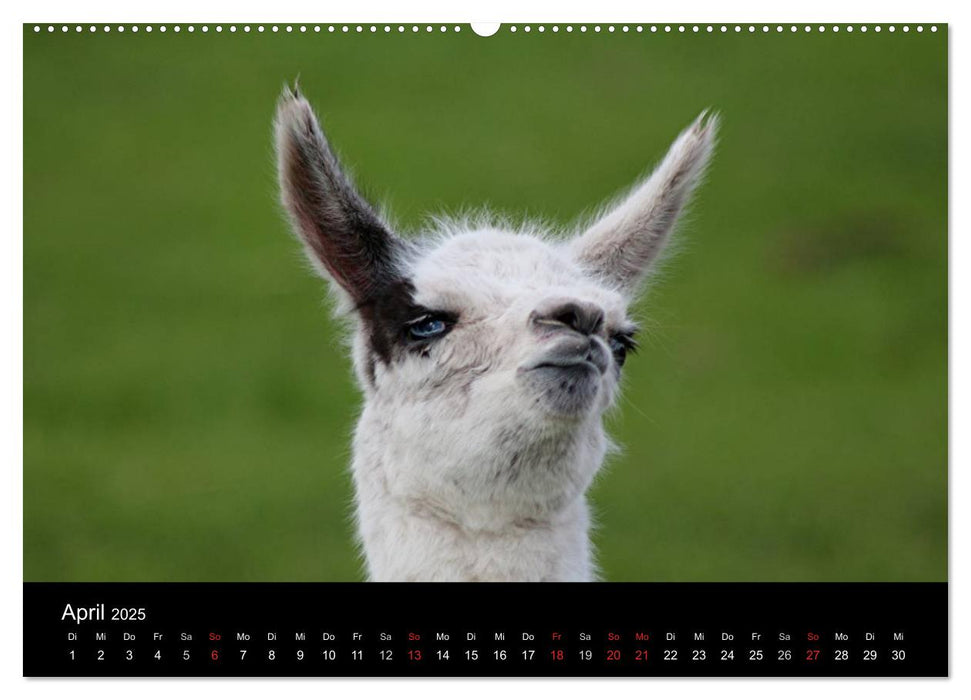 Lama-Kalender 2025 (CALVENDO Premium Wandkalender 2025)