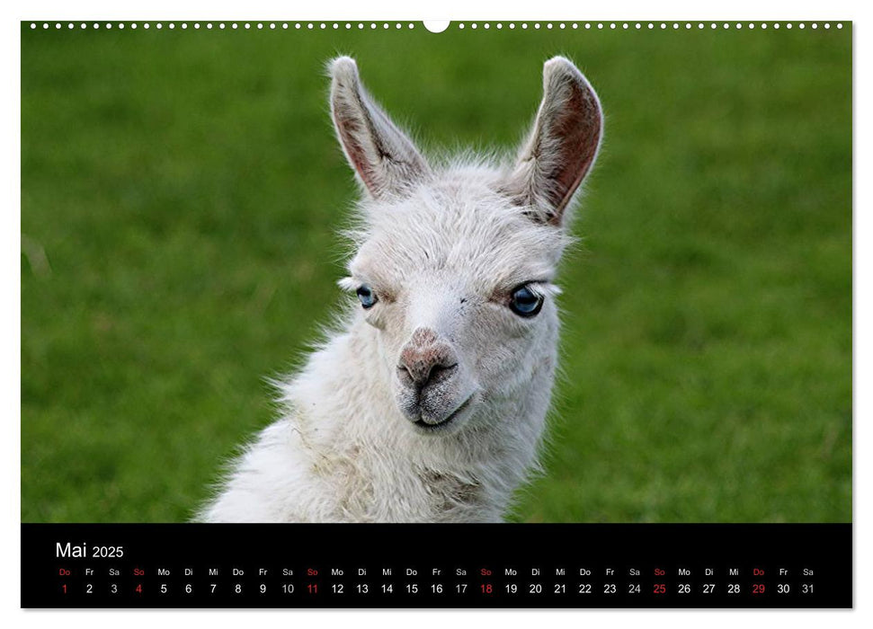 Lama-Kalender 2025 (CALVENDO Premium Wandkalender 2025)