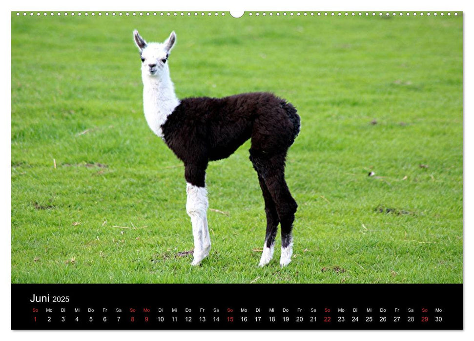 Lama-Kalender 2025 (CALVENDO Premium Wandkalender 2025)