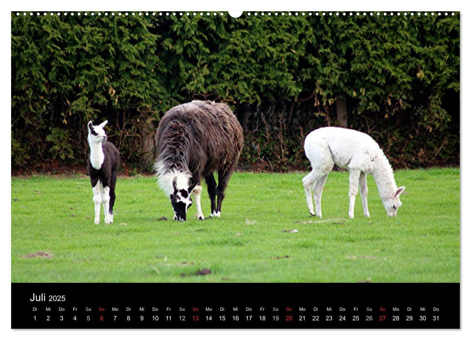 Lama-Kalender 2025 (CALVENDO Premium Wandkalender 2025)