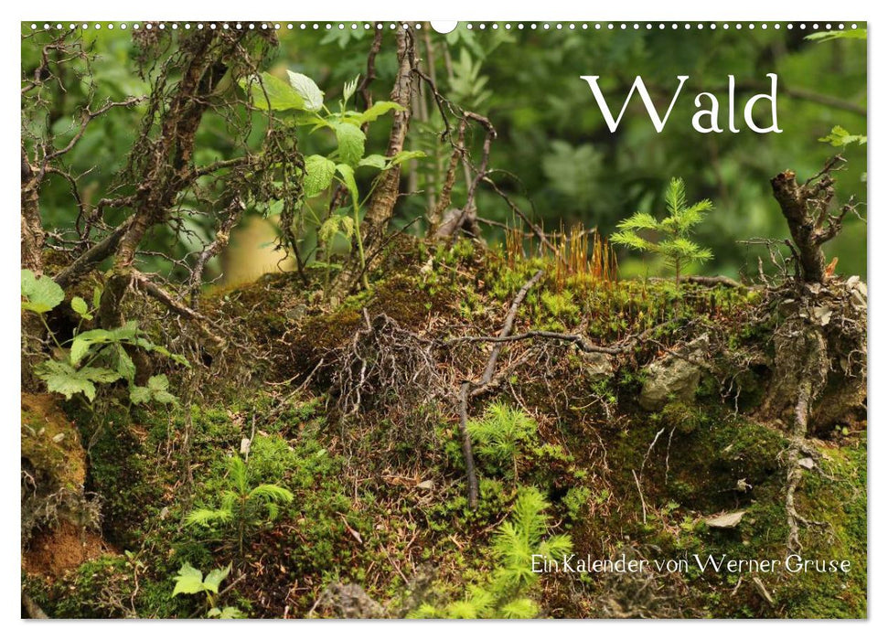 Wald (CALVENDO Wandkalender 2025)