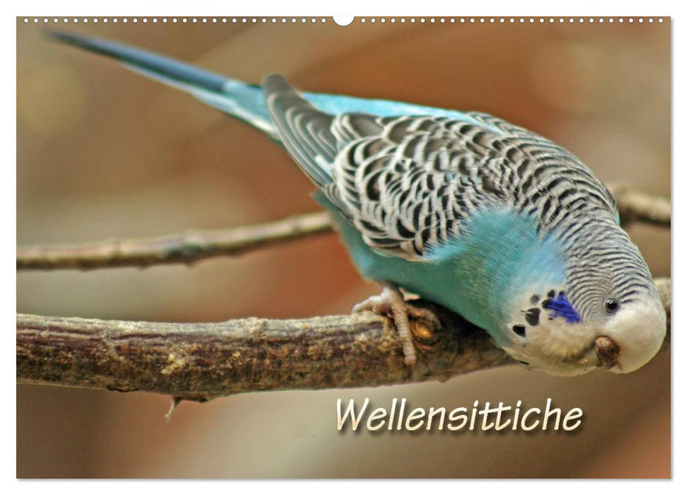 Wellensittiche (CALVENDO Wandkalender 2025)