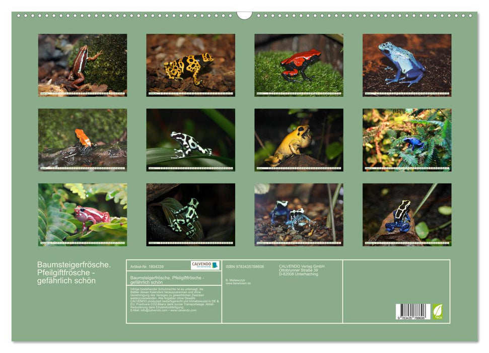 Baumsteigerfrösche. Pfeilgiftfrösche - gefährlich schön (CALVENDO Wandkalender 2025)