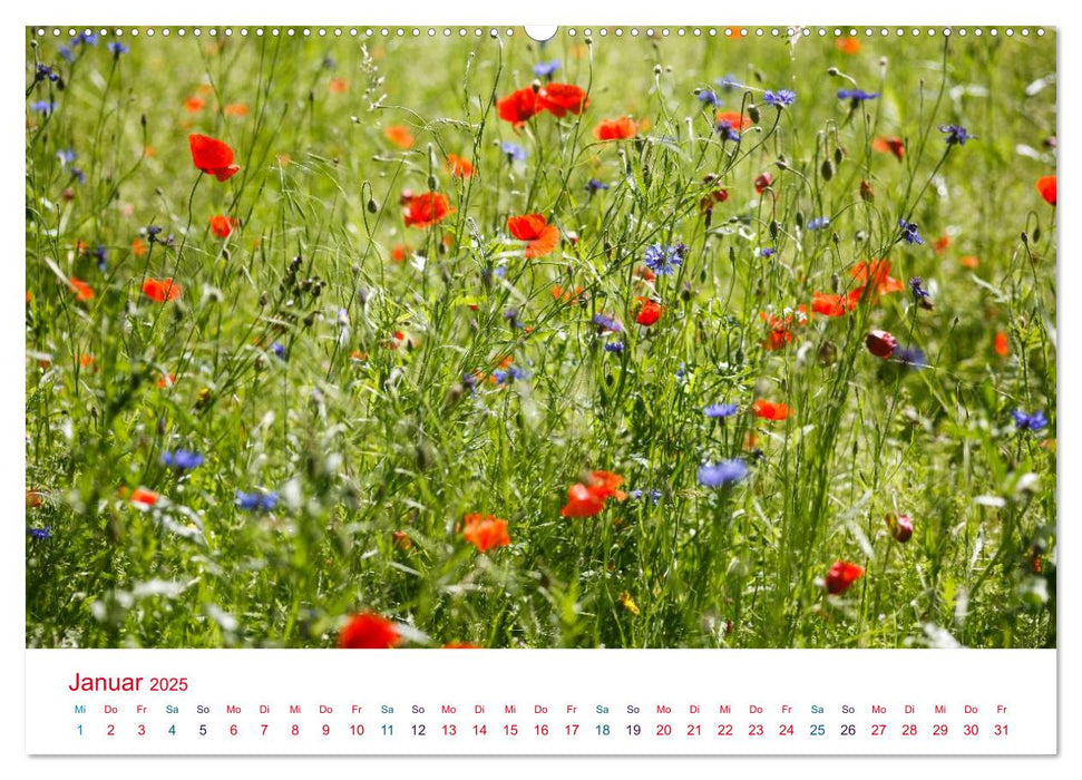 Mohnblumen (CALVENDO Premium Wandkalender 2025)