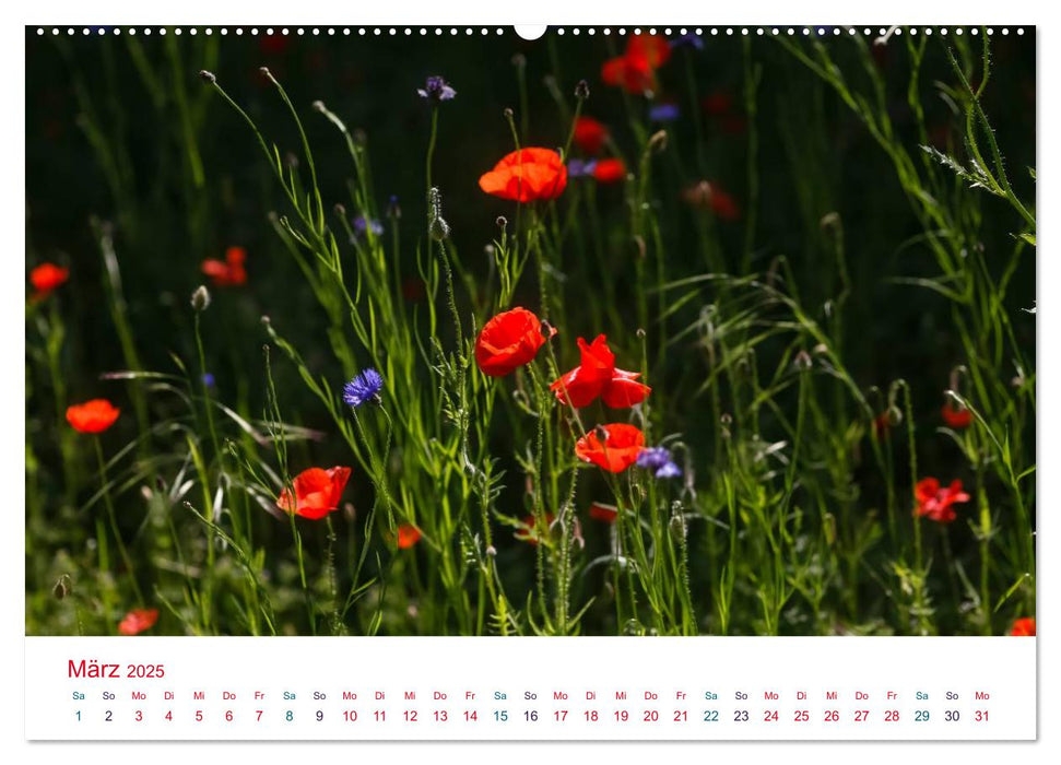 Mohnblumen (CALVENDO Premium Wandkalender 2025)