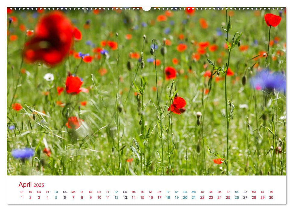 Mohnblumen (CALVENDO Premium Wandkalender 2025)