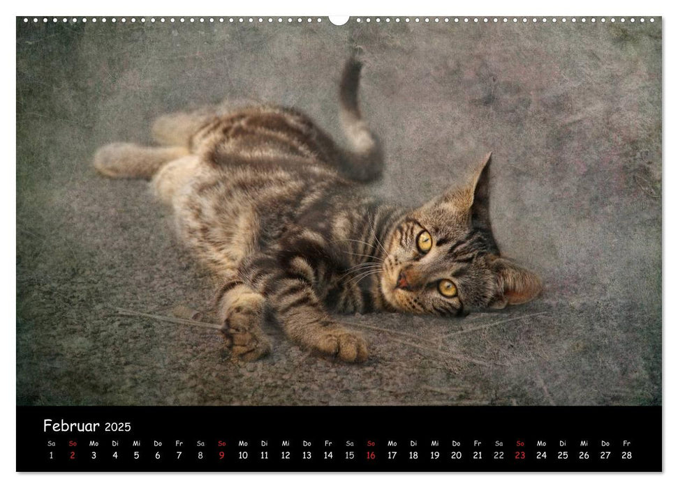 Feline (CALVENDO Premium Wandkalender 2025)
