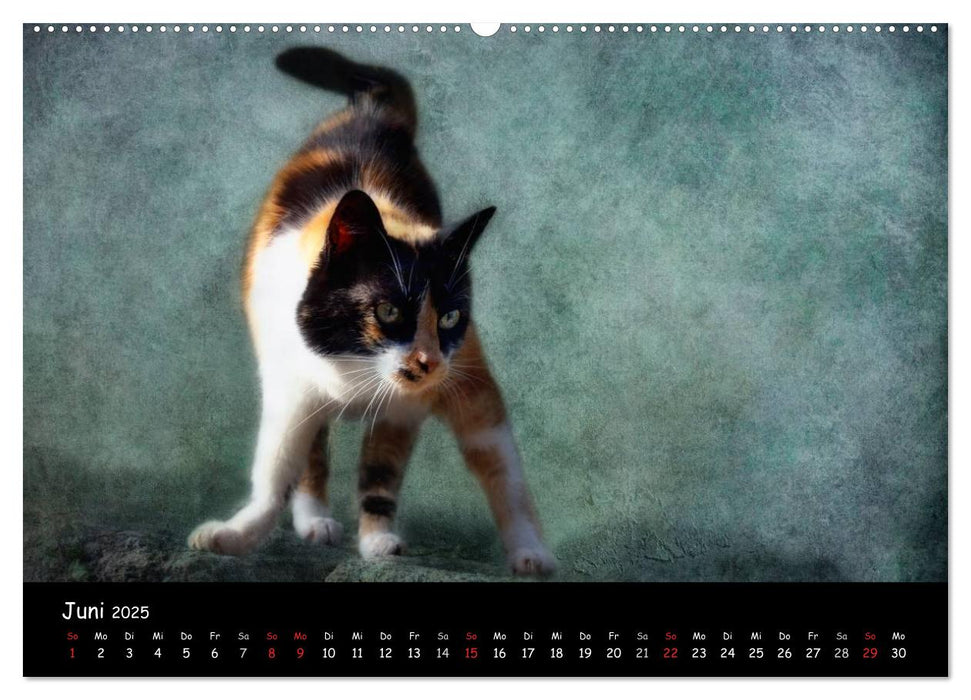 Feline (CALVENDO Premium Wandkalender 2025)