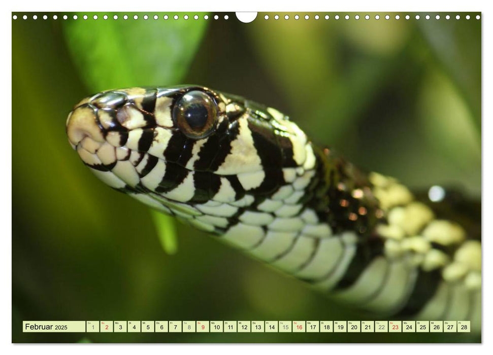 Schlangen im Portrait (CALVENDO Wandkalender 2025)