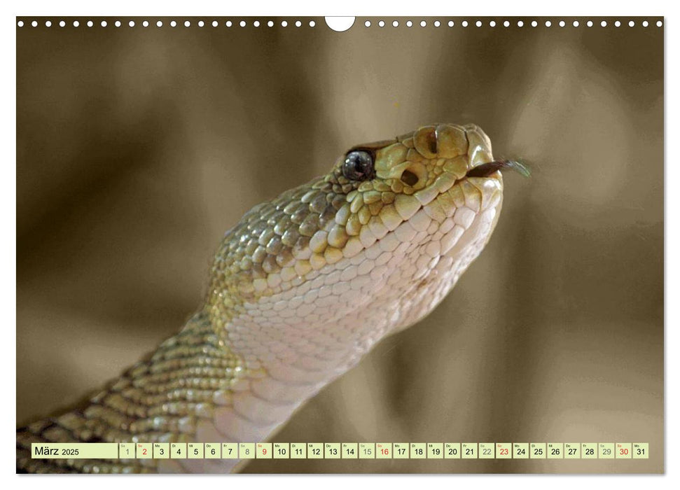 Schlangen im Portrait (CALVENDO Wandkalender 2025)