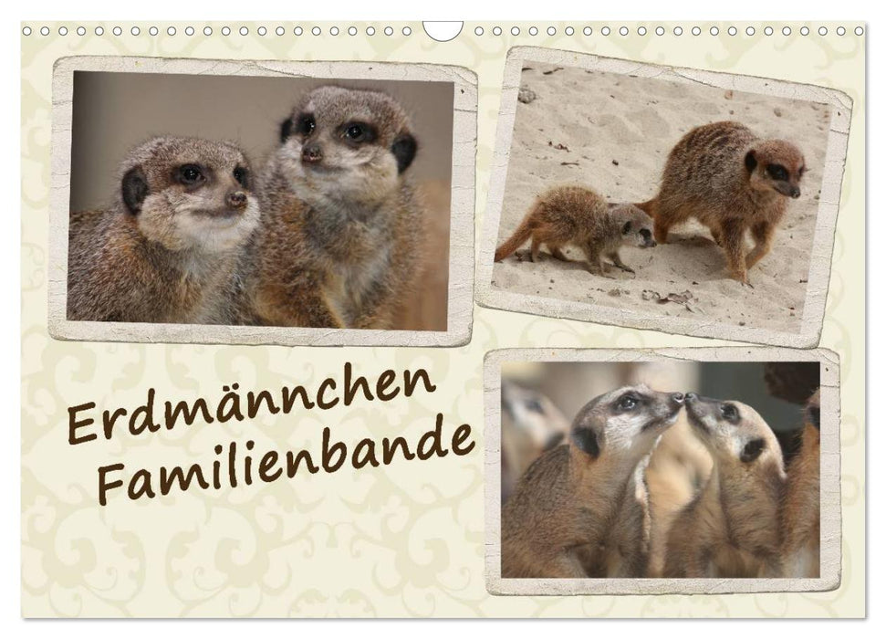 Erdmännchen Familienbande (CALVENDO Wandkalender 2025)