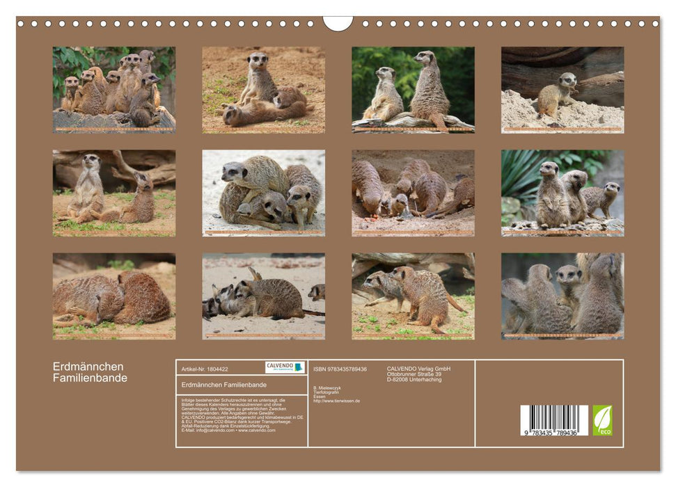 Erdmännchen Familienbande (CALVENDO Wandkalender 2025)