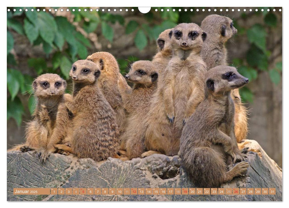 Erdmännchen Familienbande (CALVENDO Wandkalender 2025)