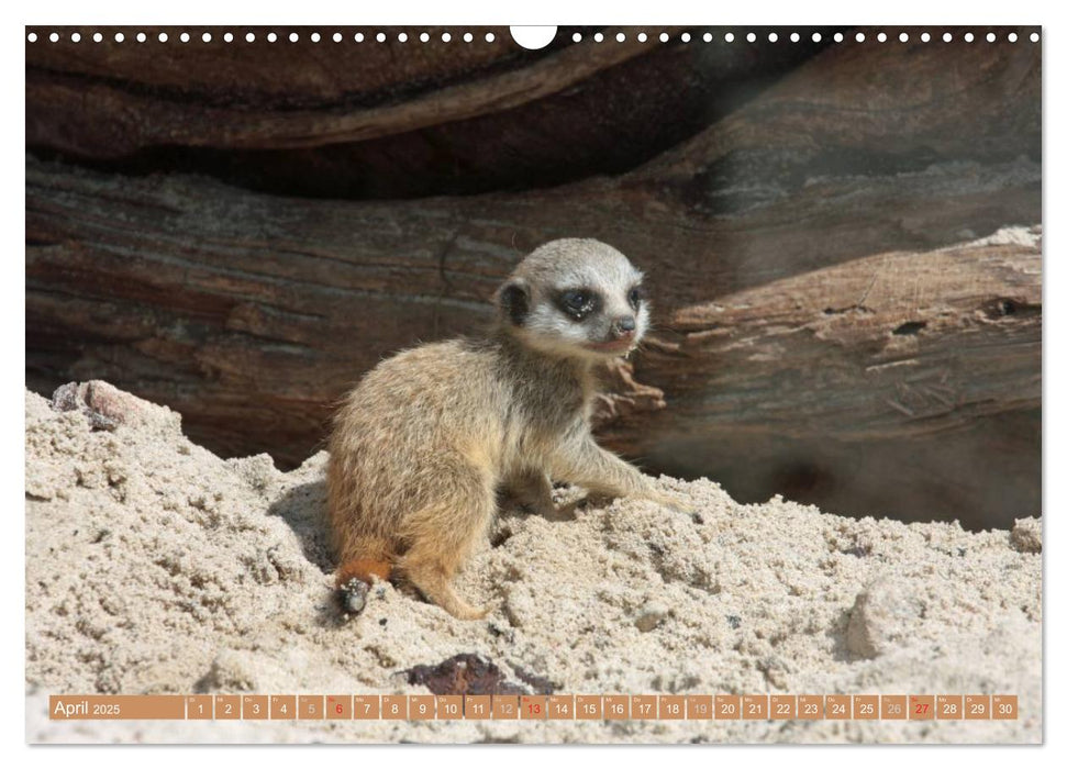 Erdmännchen Familienbande (CALVENDO Wandkalender 2025)