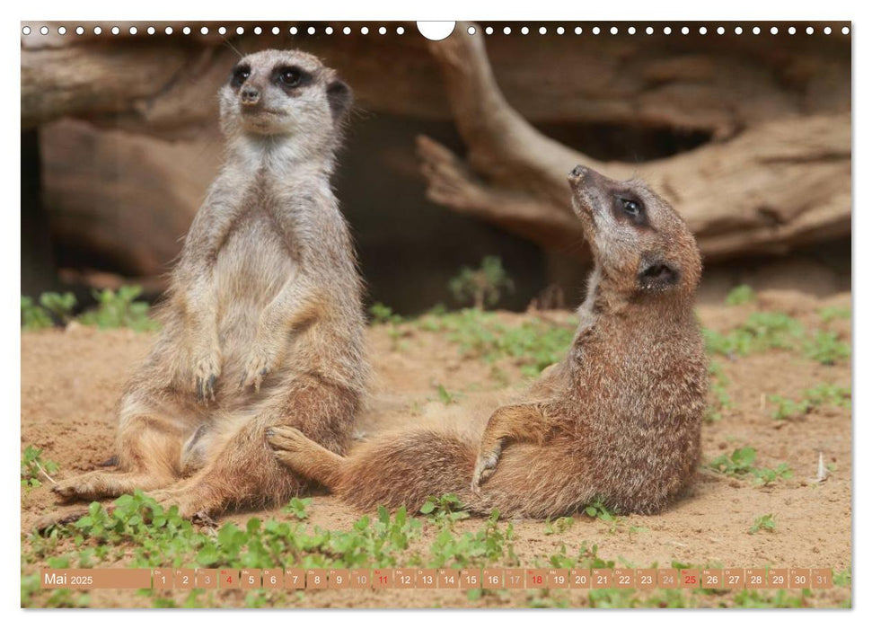 Erdmännchen Familienbande (CALVENDO Wandkalender 2025)