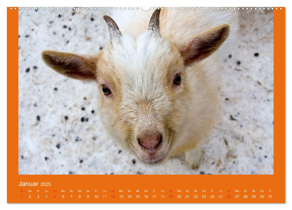 Tierkinder (CALVENDO Premium Wandkalender 2025)