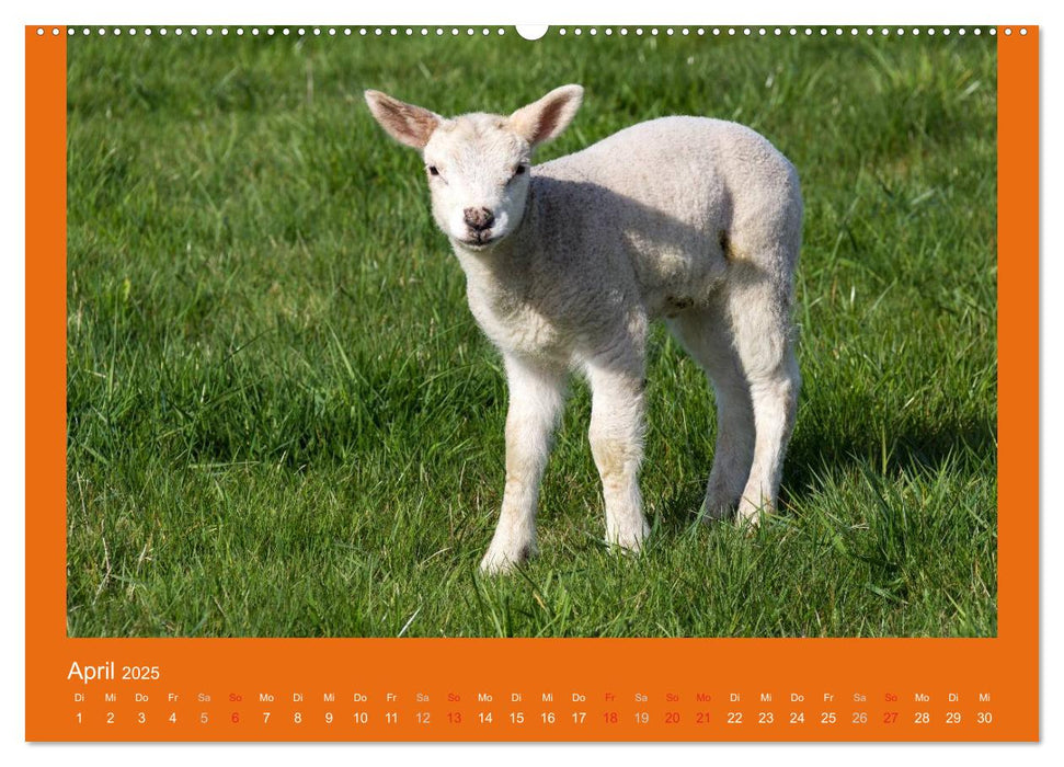 Tierkinder (CALVENDO Premium Wandkalender 2025)