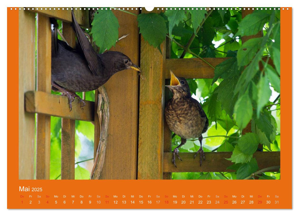 Tierkinder (CALVENDO Premium Wandkalender 2025)