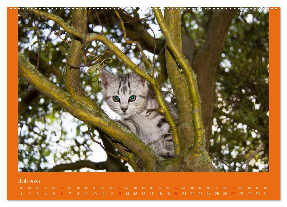 Tierkinder (CALVENDO Premium Wandkalender 2025)