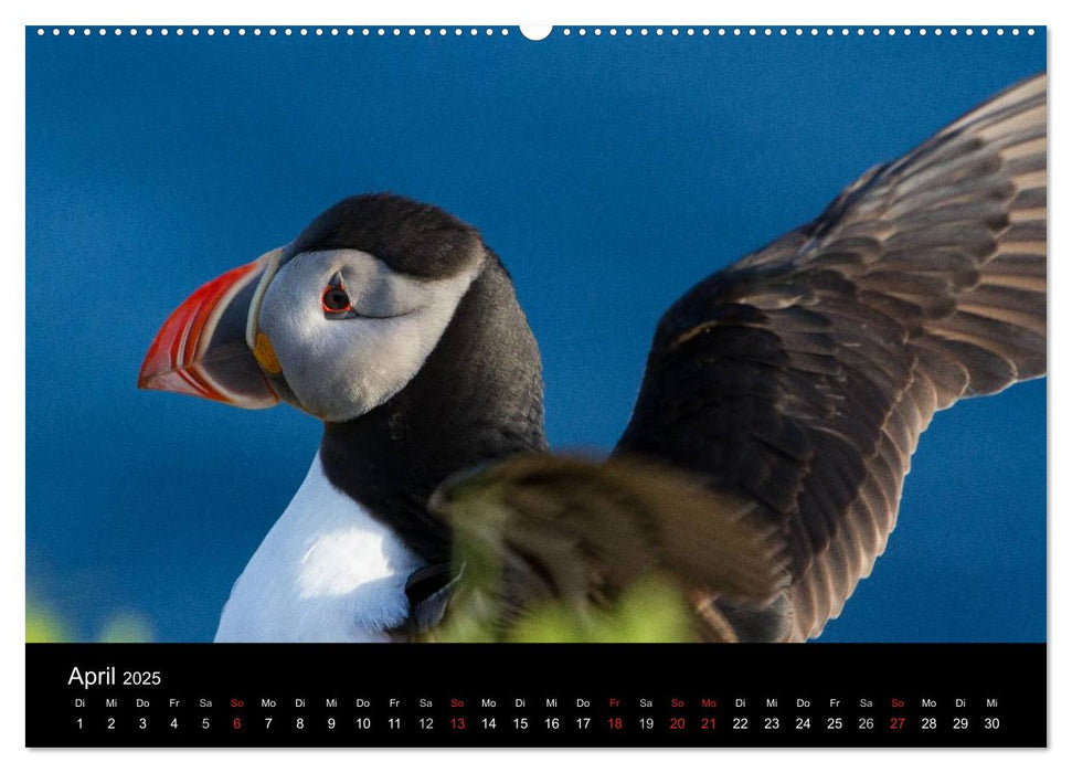 Island (CALVENDO Premium Wandkalender 2025)