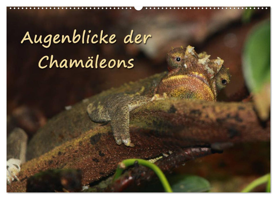 Augenblicke der Chamäleons (CALVENDO Wandkalender 2025)