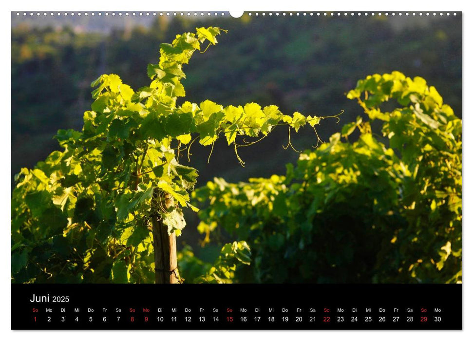 Wein (CALVENDO Premium Wandkalender 2025)