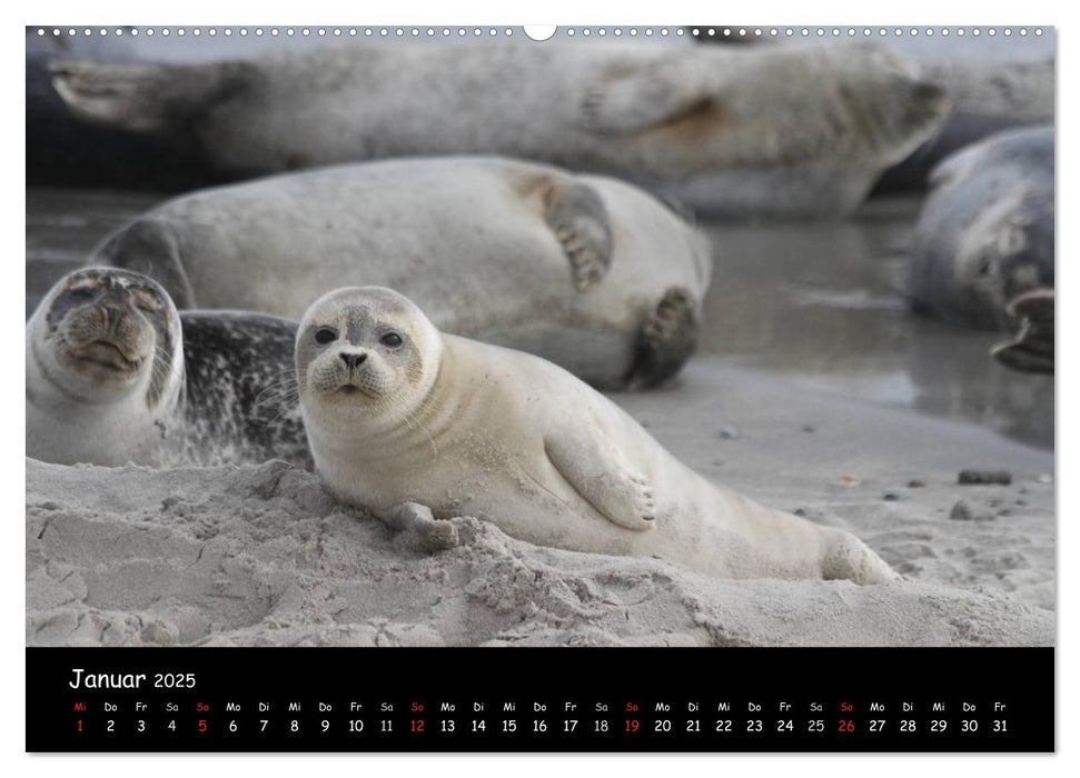 Kegelrobben und Seehunde (CALVENDO Premium Wandkalender 2025)