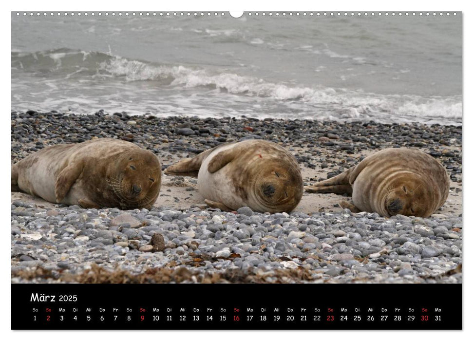 Kegelrobben und Seehunde (CALVENDO Premium Wandkalender 2025)