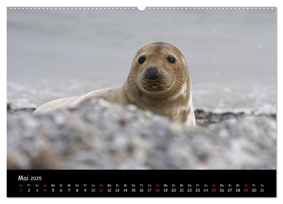 Kegelrobben und Seehunde (CALVENDO Premium Wandkalender 2025)