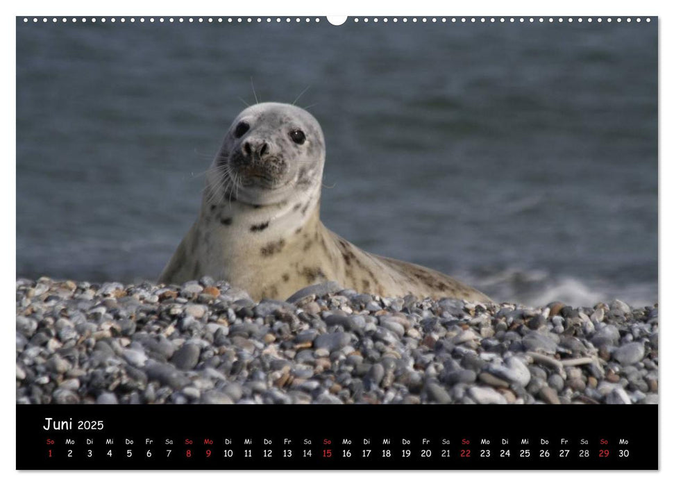 Kegelrobben und Seehunde (CALVENDO Premium Wandkalender 2025)