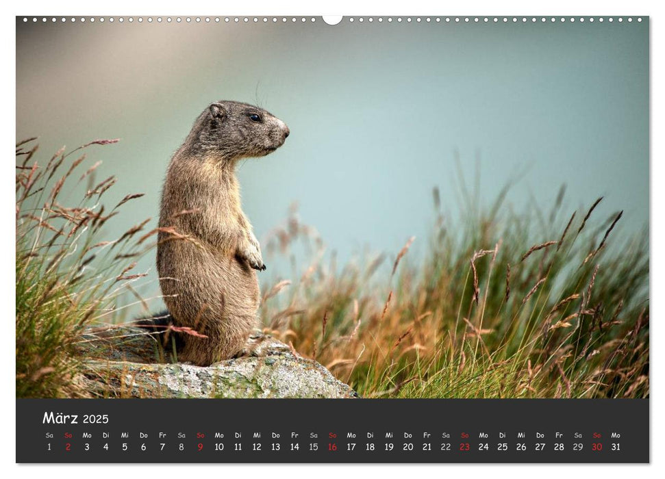 Am Großglockner (CALVENDO Premium Wandkalender 2025)