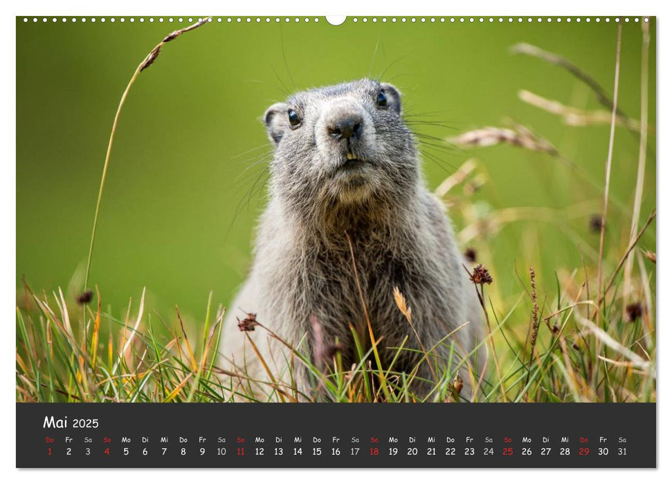 Am Großglockner (CALVENDO Premium Wandkalender 2025)