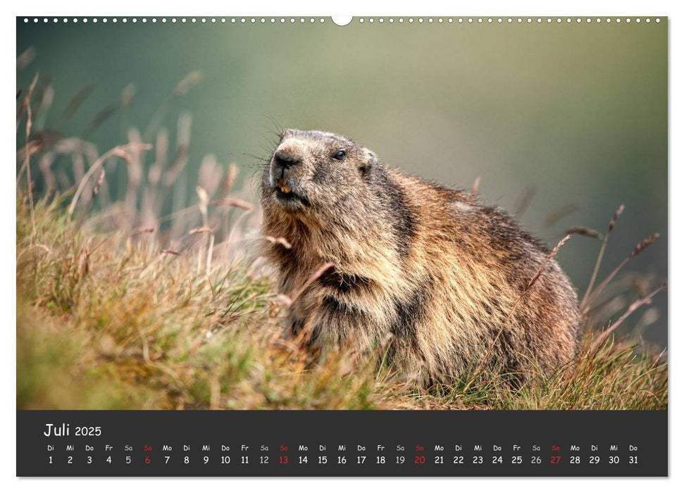 Am Großglockner (CALVENDO Premium Wandkalender 2025)