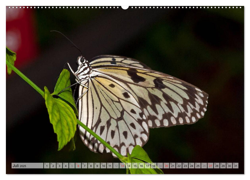 Schmetterlinge - zarte Geschöpfe der Natur (CALVENDO Premium Wandkalender 2025)