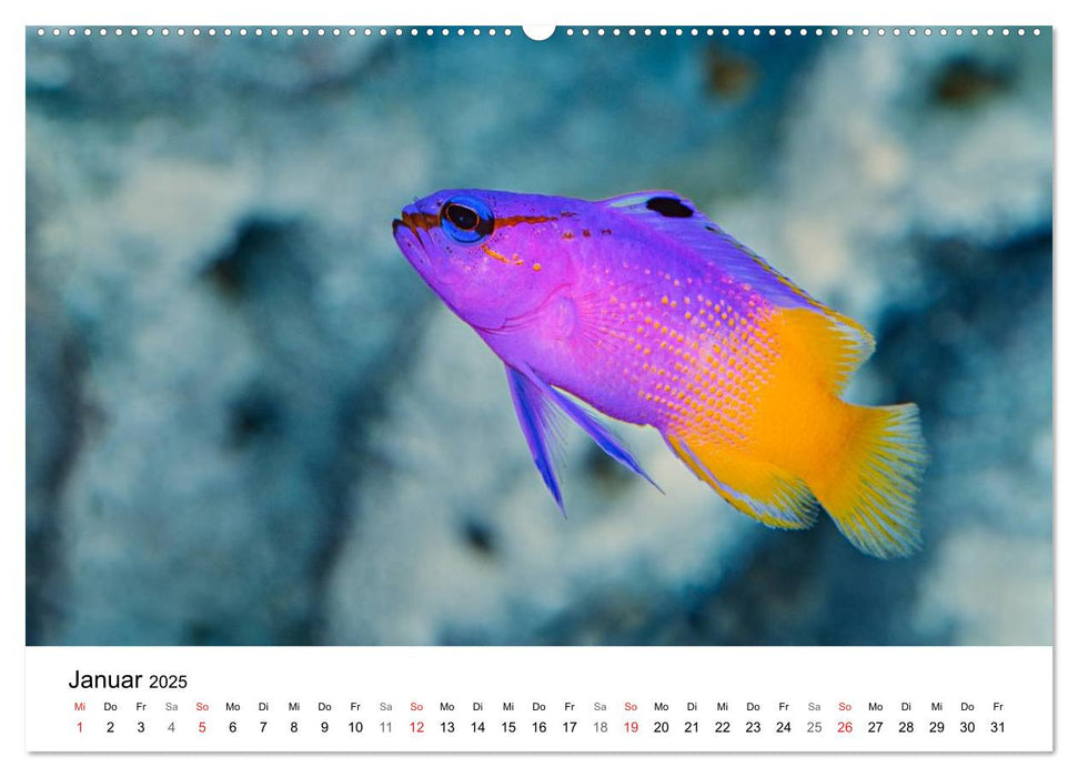 Fischzauber - Wundervolle Aquarienfische (CALVENDO Premium Wandkalender 2025)