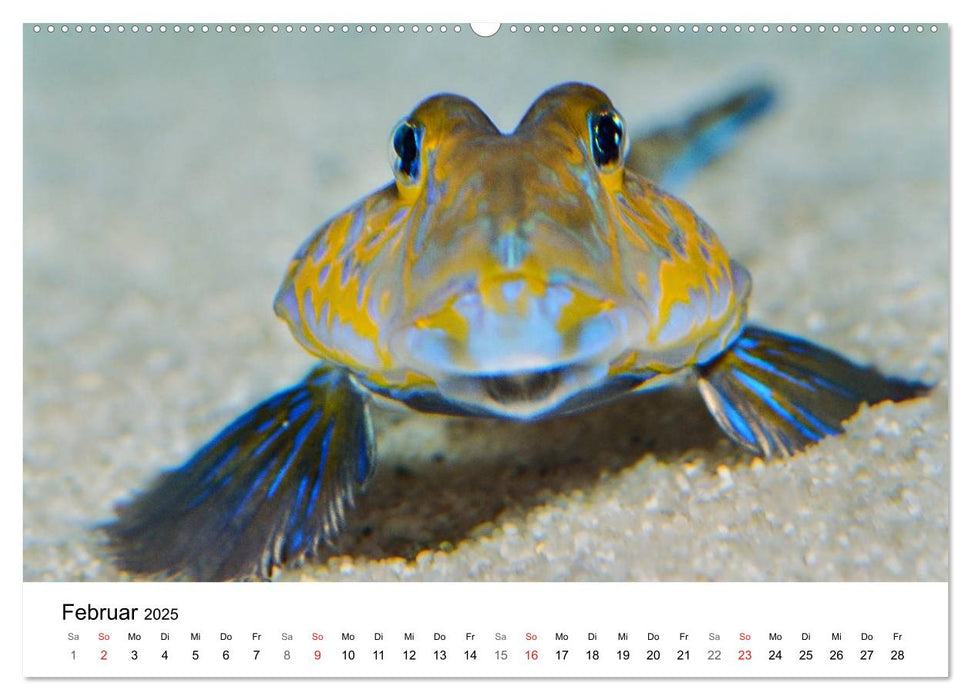 Fischzauber - Wundervolle Aquarienfische (CALVENDO Premium Wandkalender 2025)