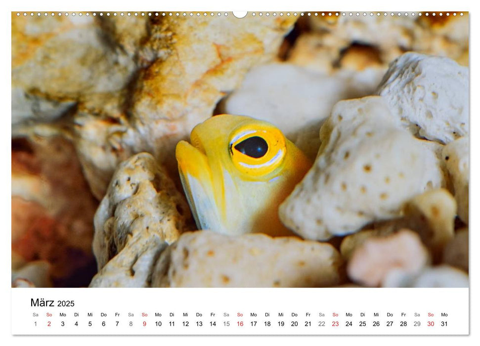 Fischzauber - Wundervolle Aquarienfische (CALVENDO Premium Wandkalender 2025)