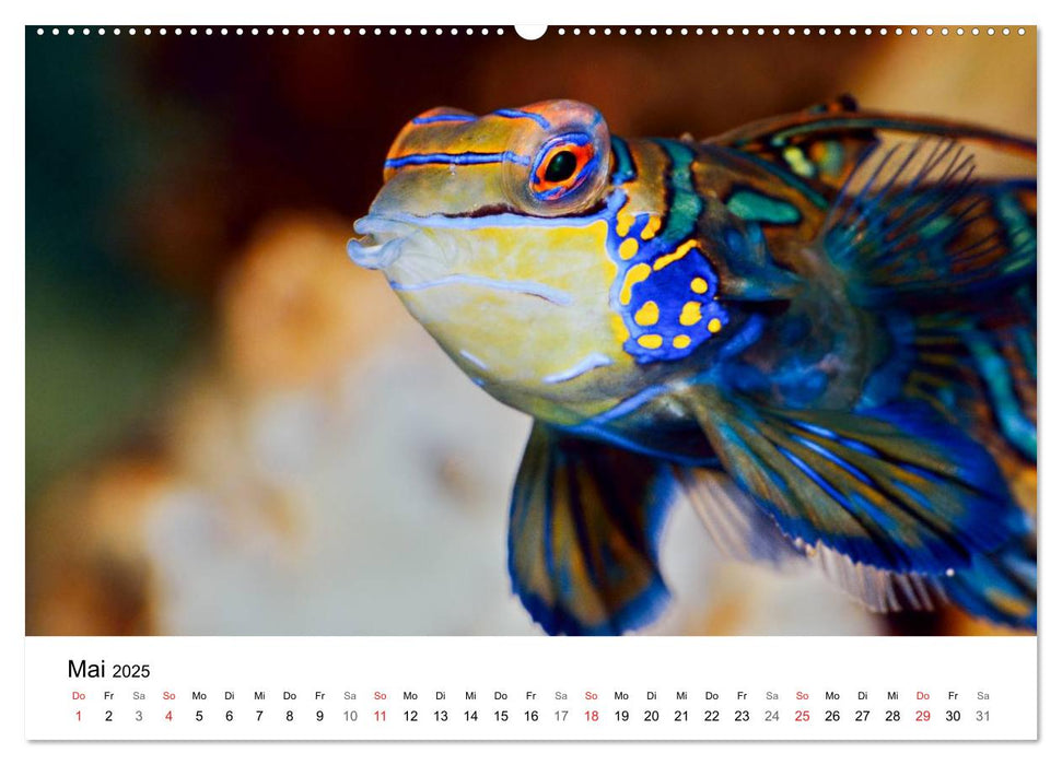 Fischzauber - Wundervolle Aquarienfische (CALVENDO Premium Wandkalender 2025)