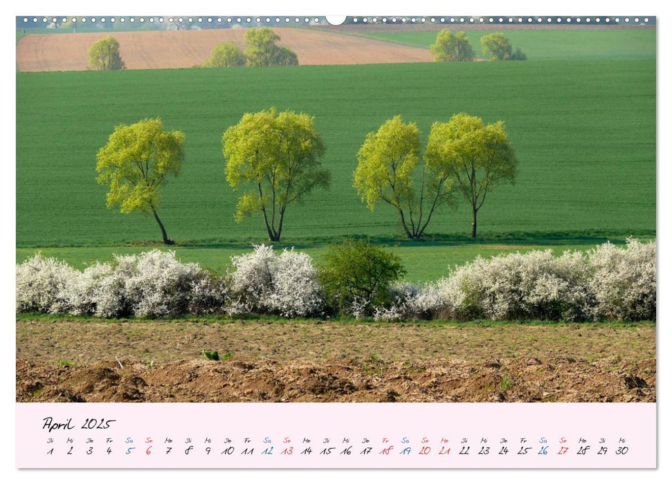 Wald und Baum 2025 (CALVENDO Wandkalender 2025)