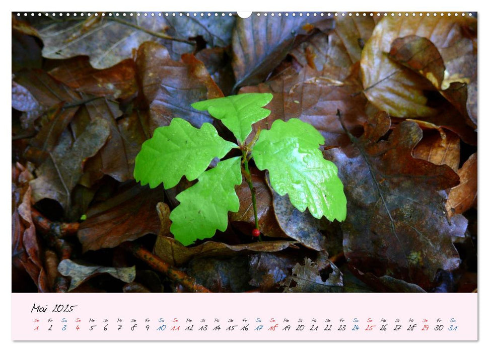 Wald und Baum 2025 (CALVENDO Wandkalender 2025)