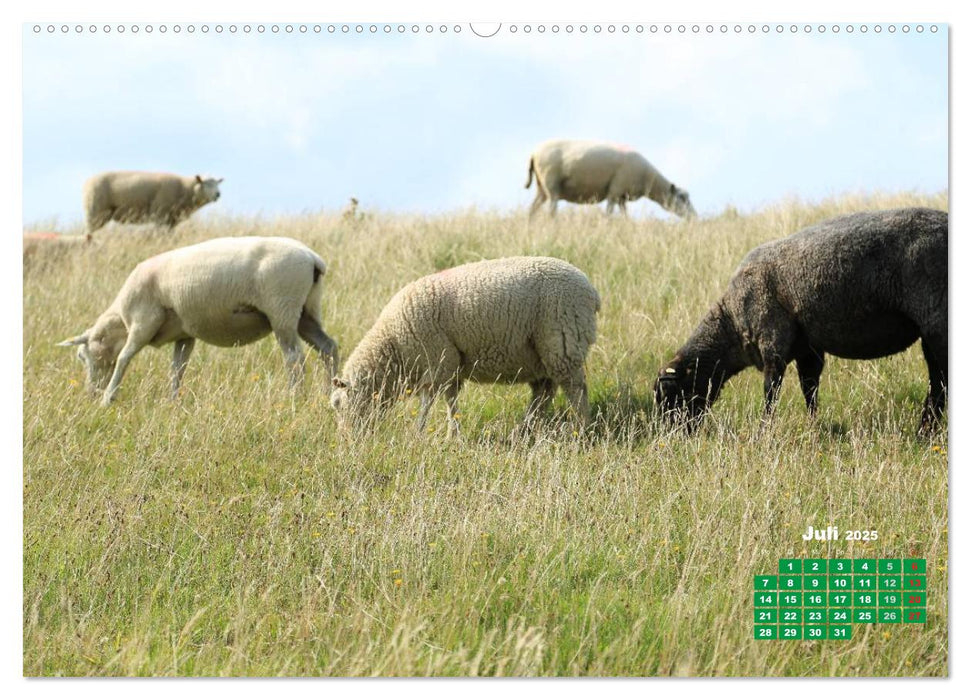 St. Peter-Ording (CALVENDO Premium Wandkalender 2025)